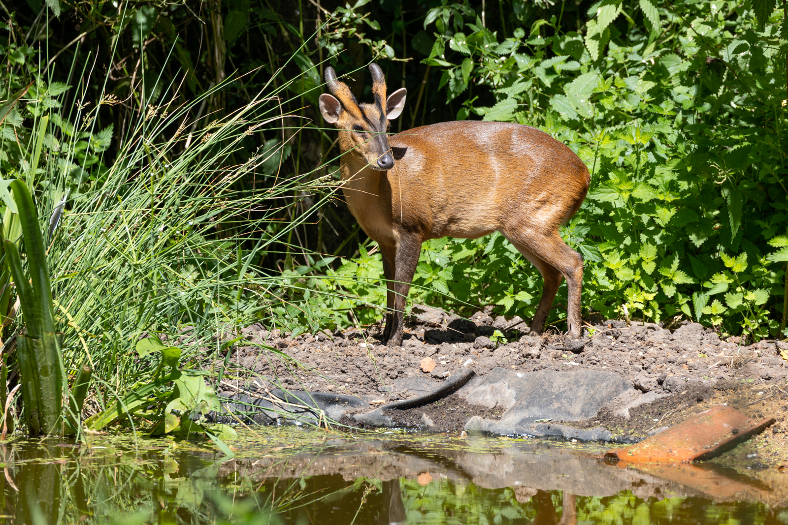 Muntjac Deer Titchwell Marsh By Julia Andrew