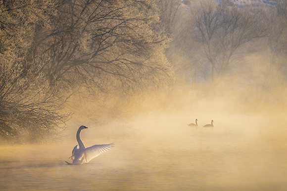 Swan In The Morning Mist