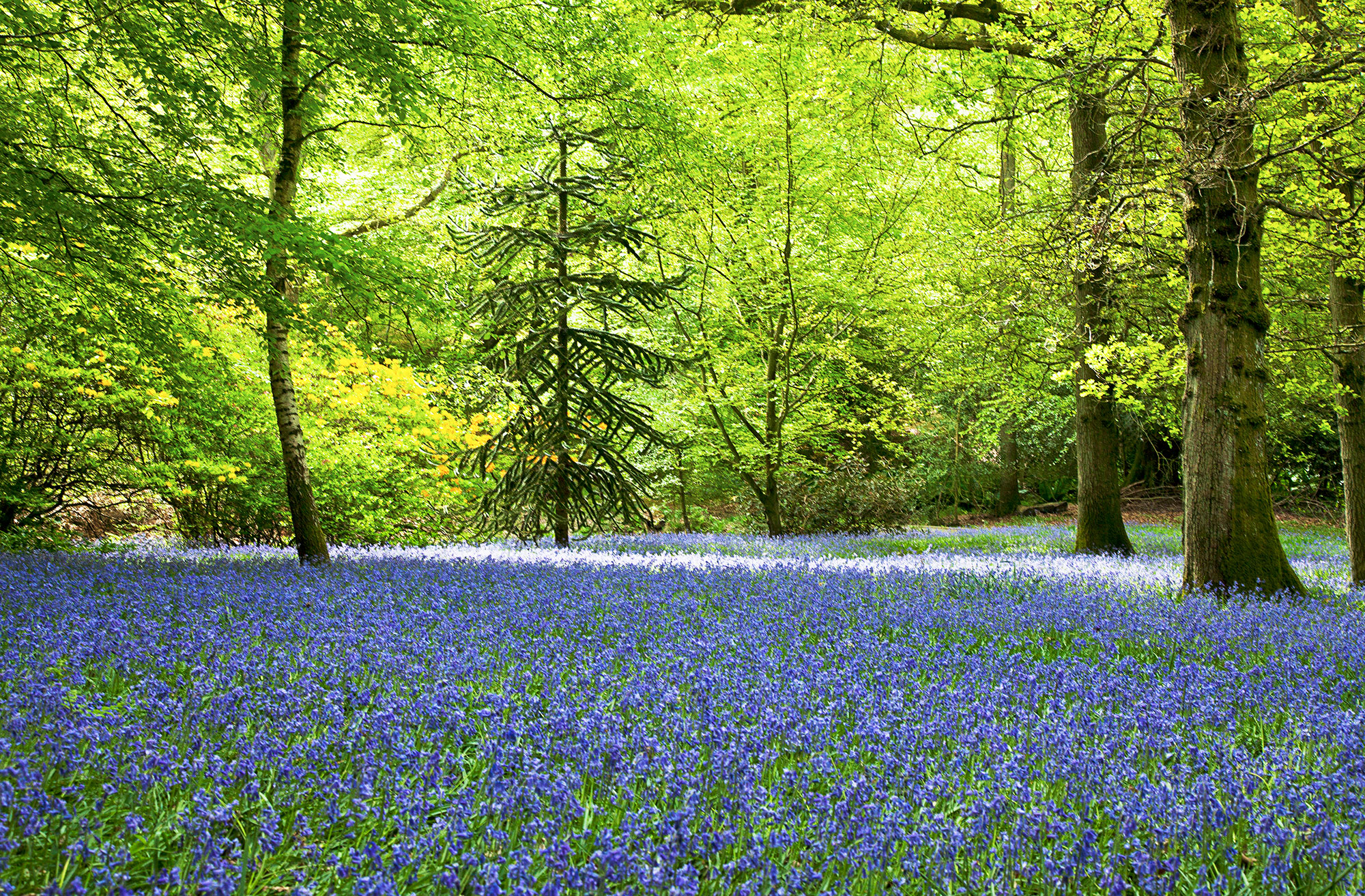 Laura's Bluebell Wood