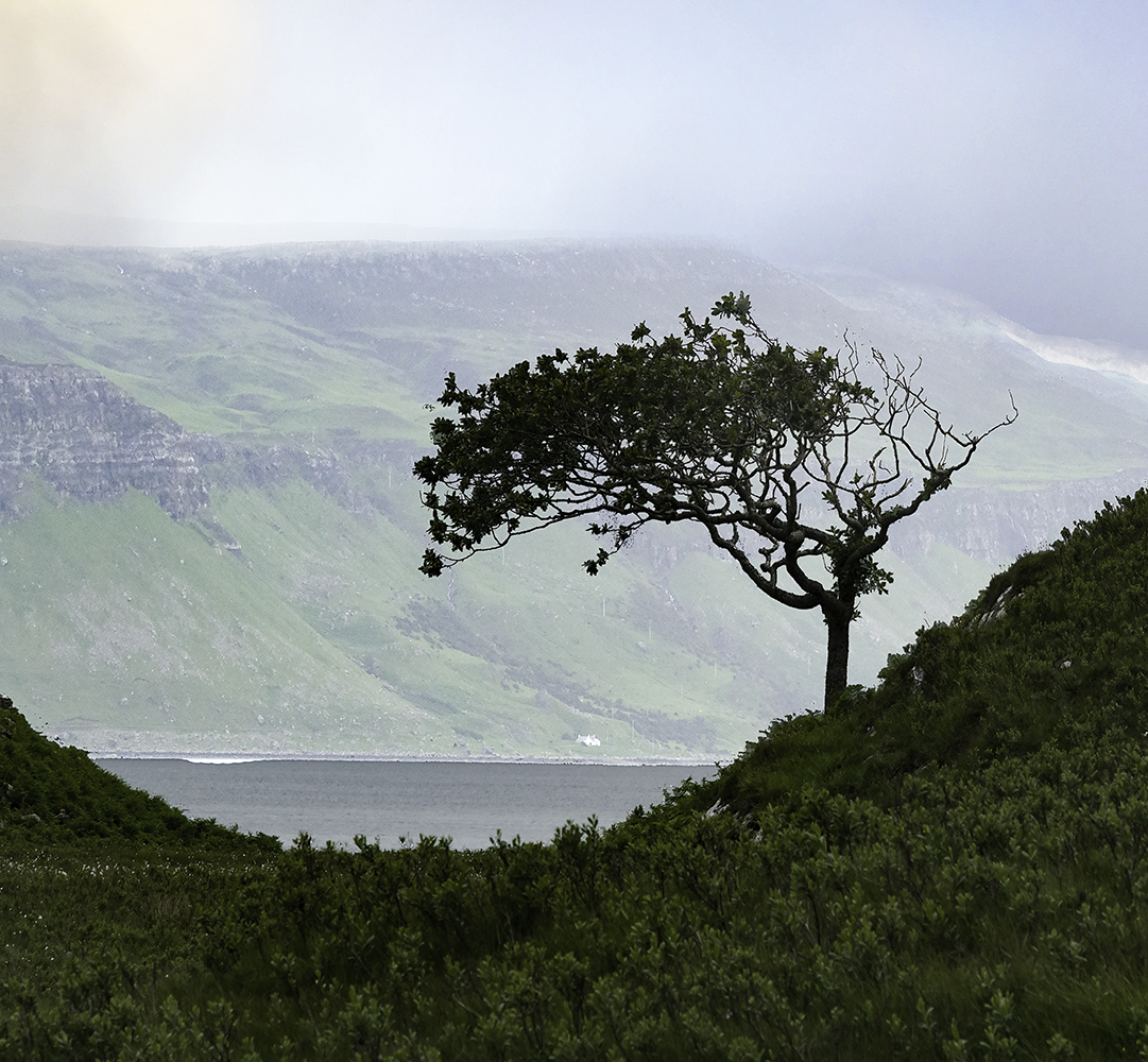 Lone Tree on Mull