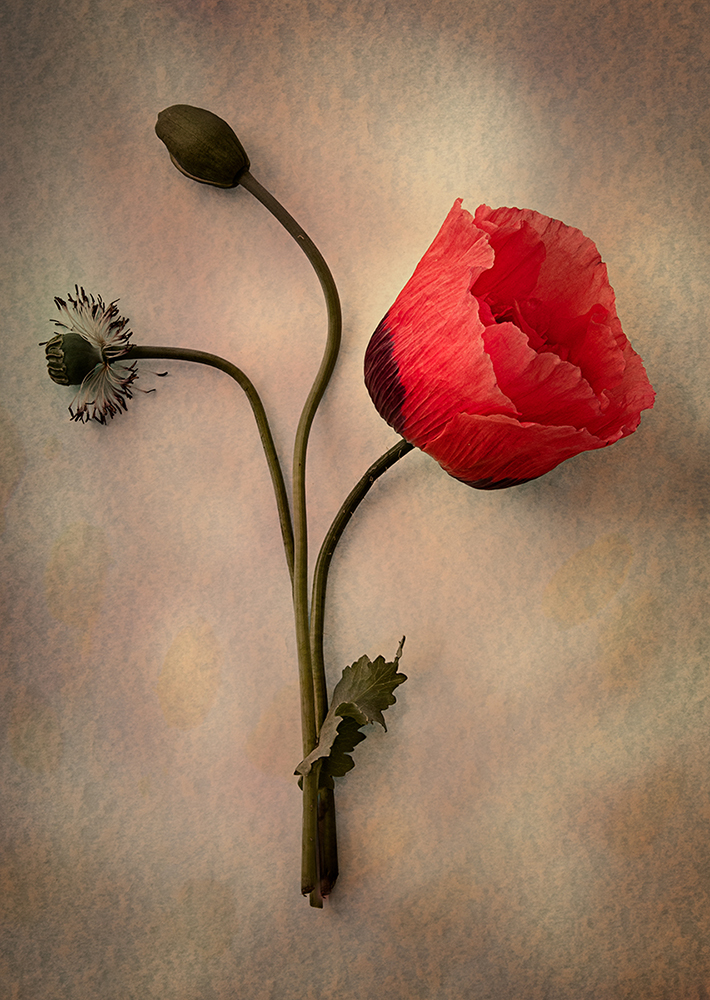 Poppy by Margaret Elliot ARPS