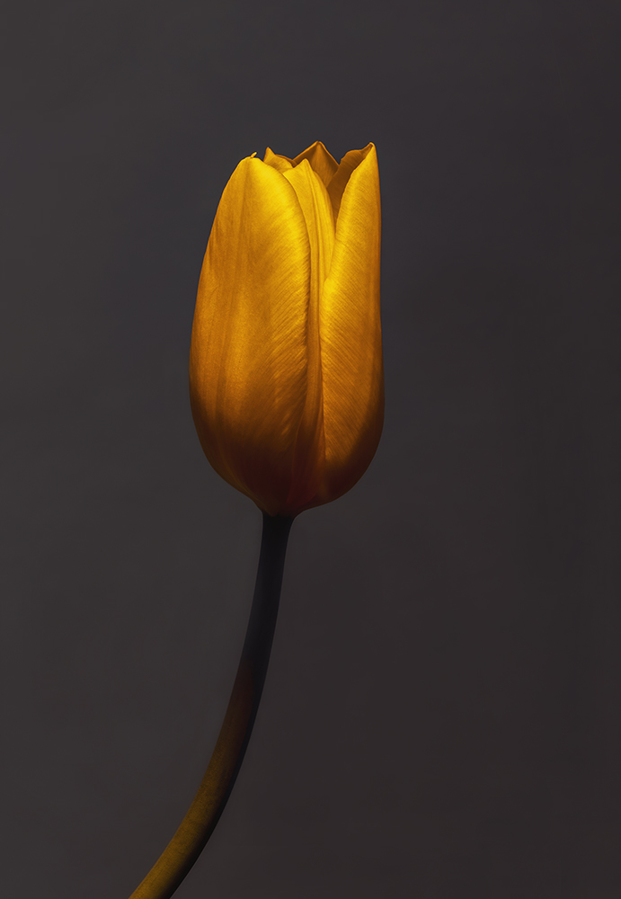 Golden Tulip for DIG