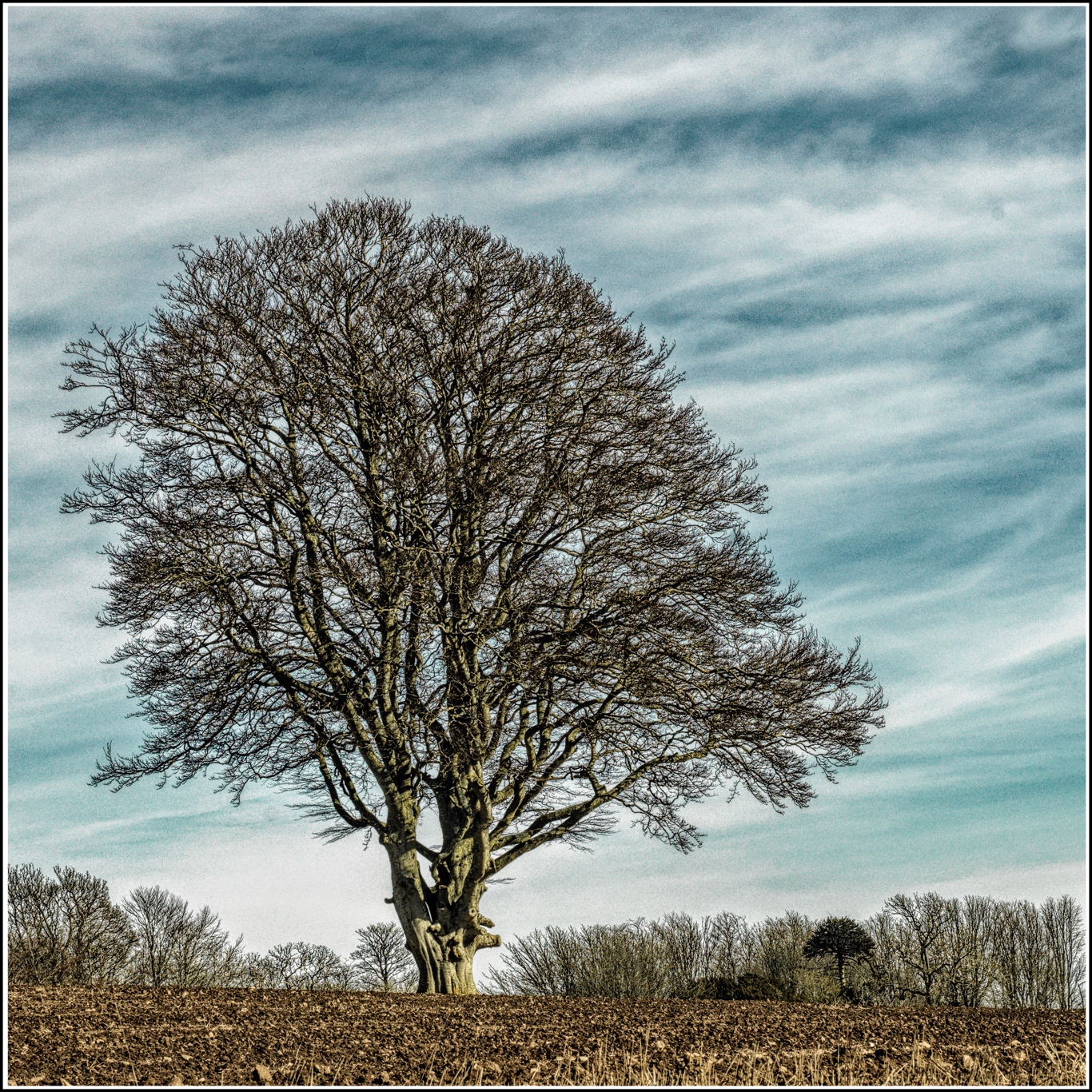 Forlorn Winter Tree