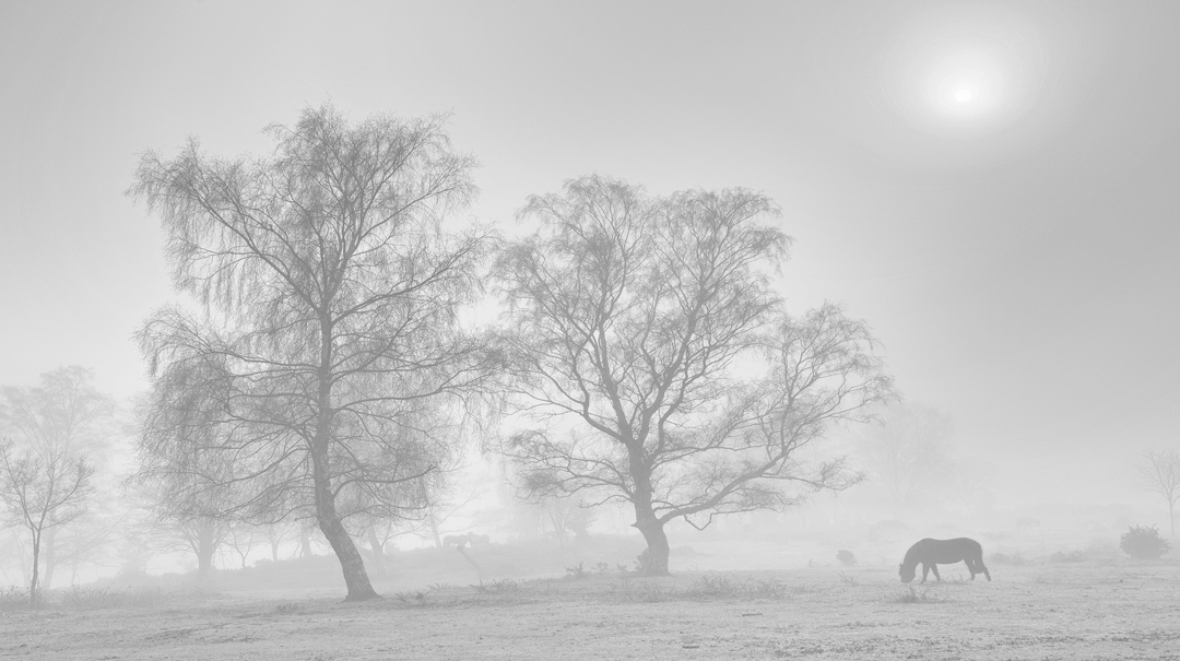 Misty Day By Roger Creber ARPS