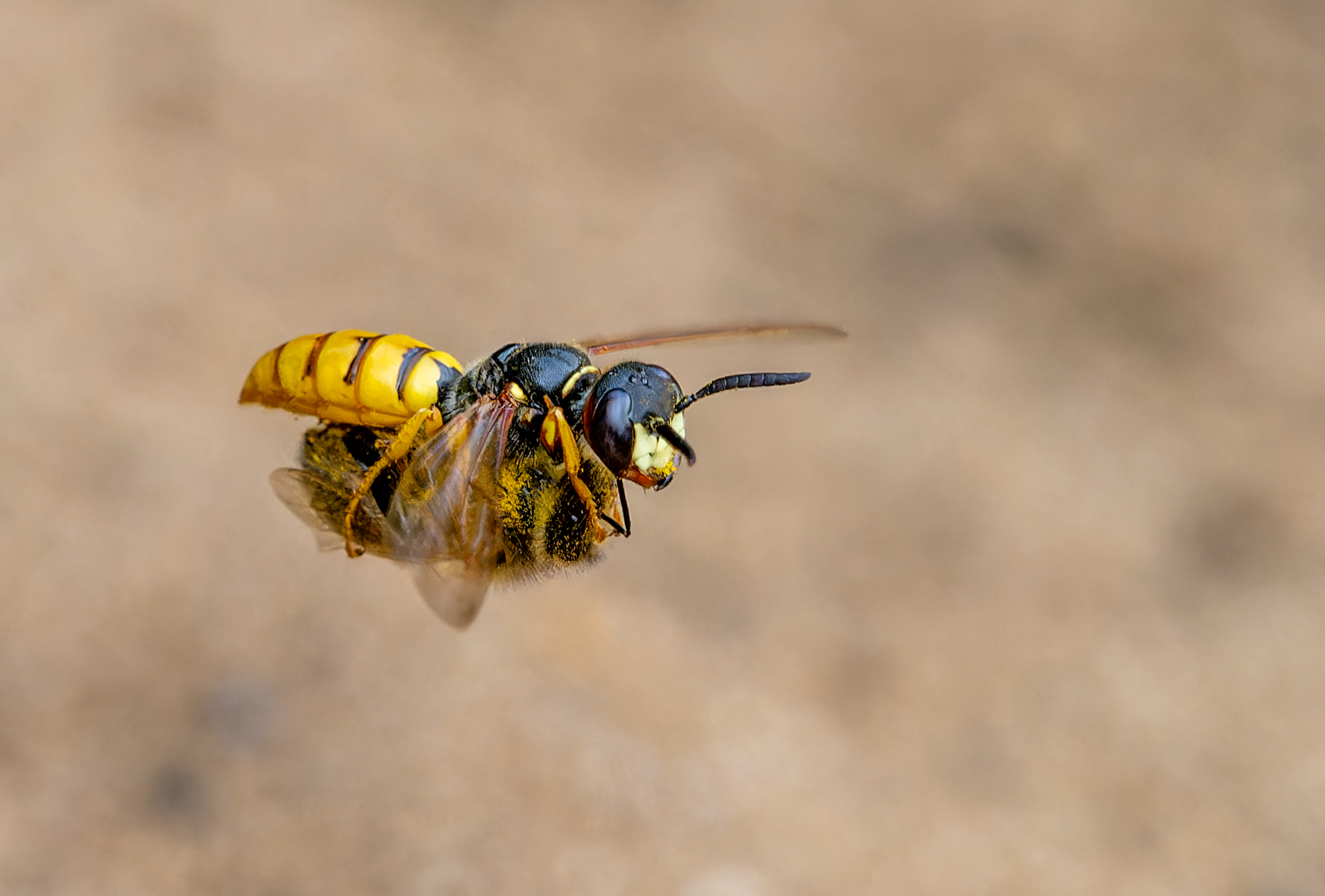 Beewolf Wasp By Ann Miles