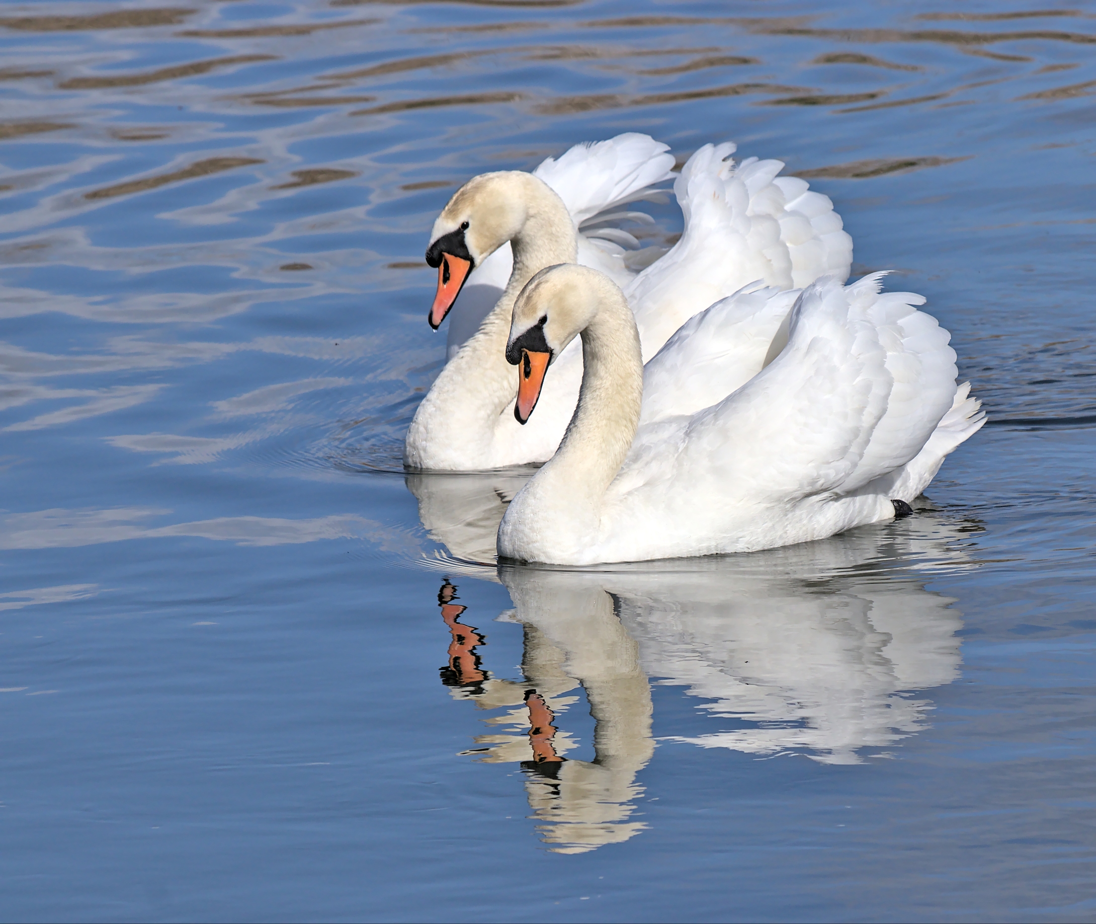 Mute Swans By Dave Belton