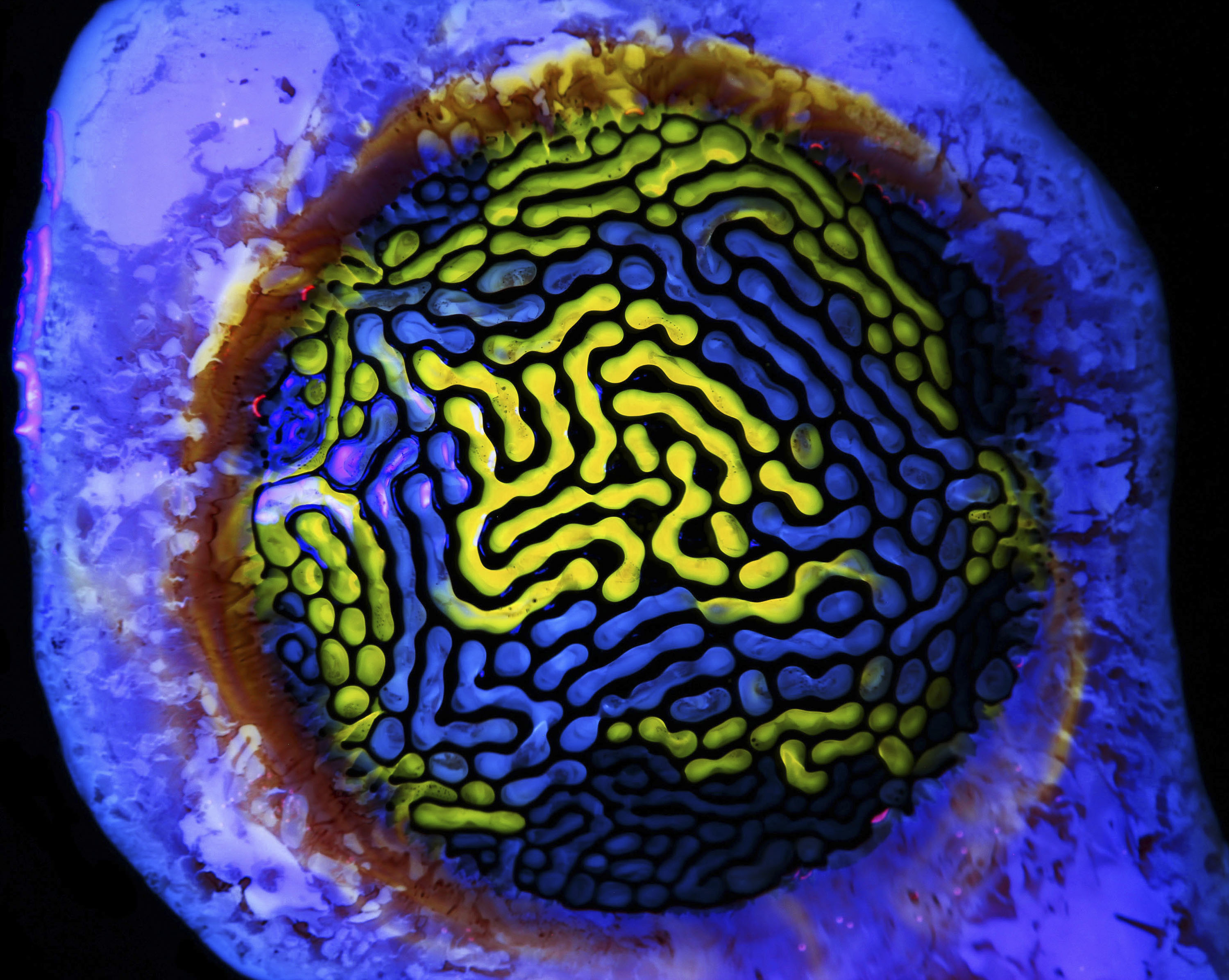 031 Ella Main Ferrofluid Glowing Multicolour