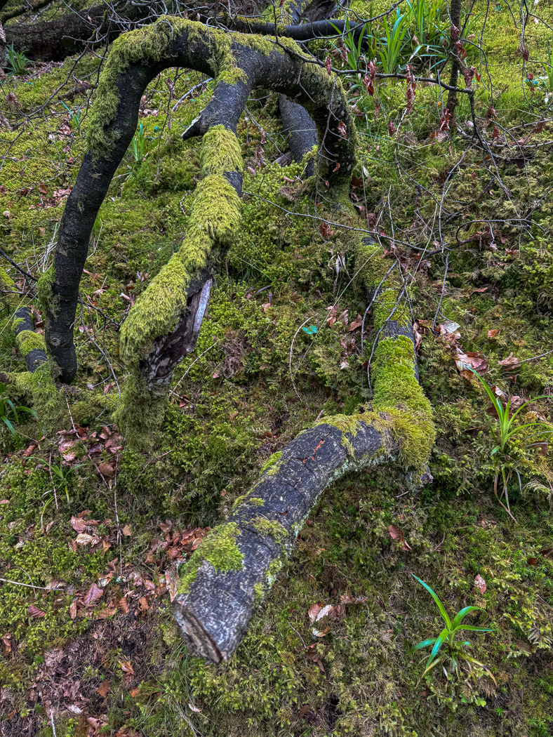 Mossy wood