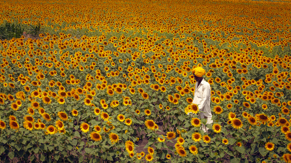 Sunflower Fields By Mohammed Arfan Asif