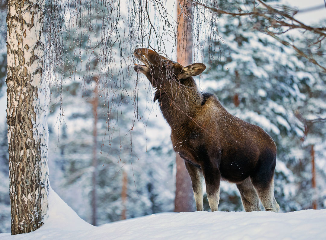 Elk (Alces Alces) 5