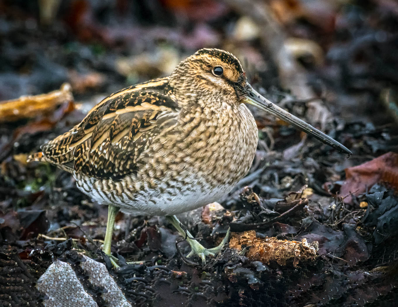 Snipe by Colin Smith LRPS