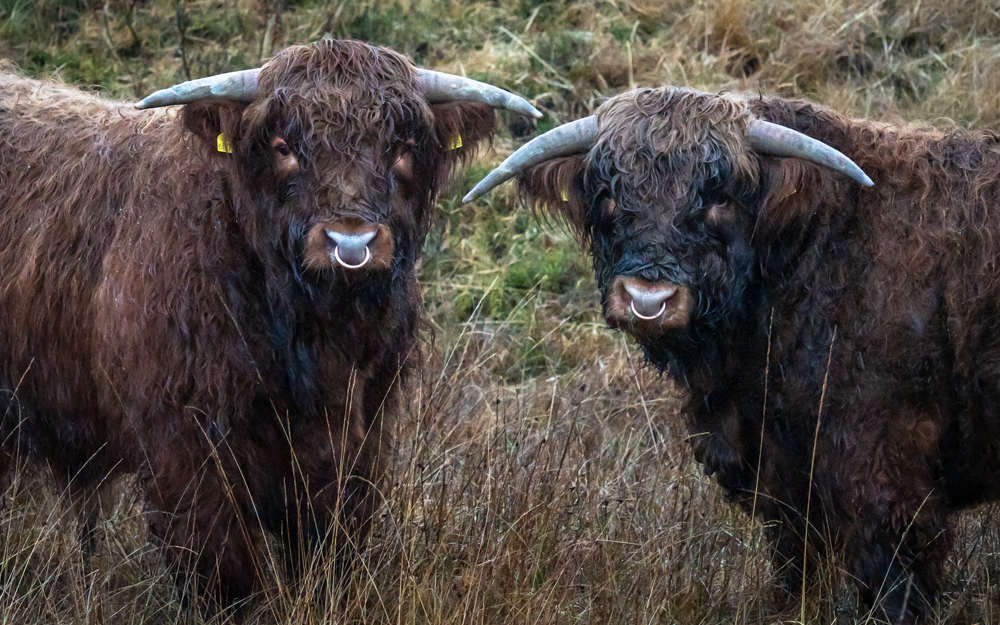 Are You Saying Moo? Isle Of Mull by Harry Roth