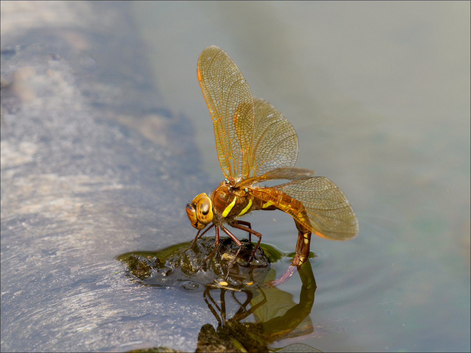 Brown Hawker By John Plant LRPS