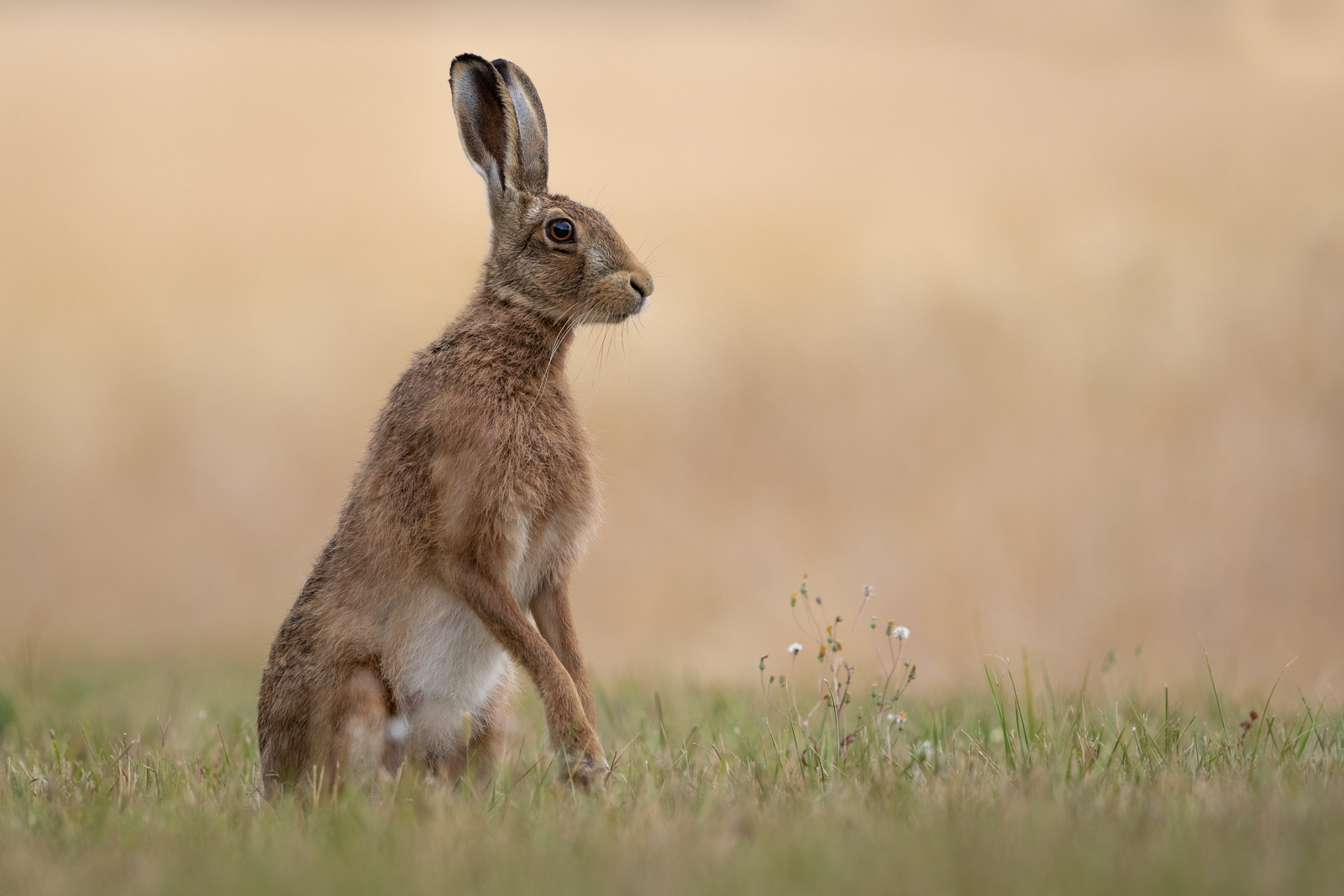 Brown Hare With Wils Flowers