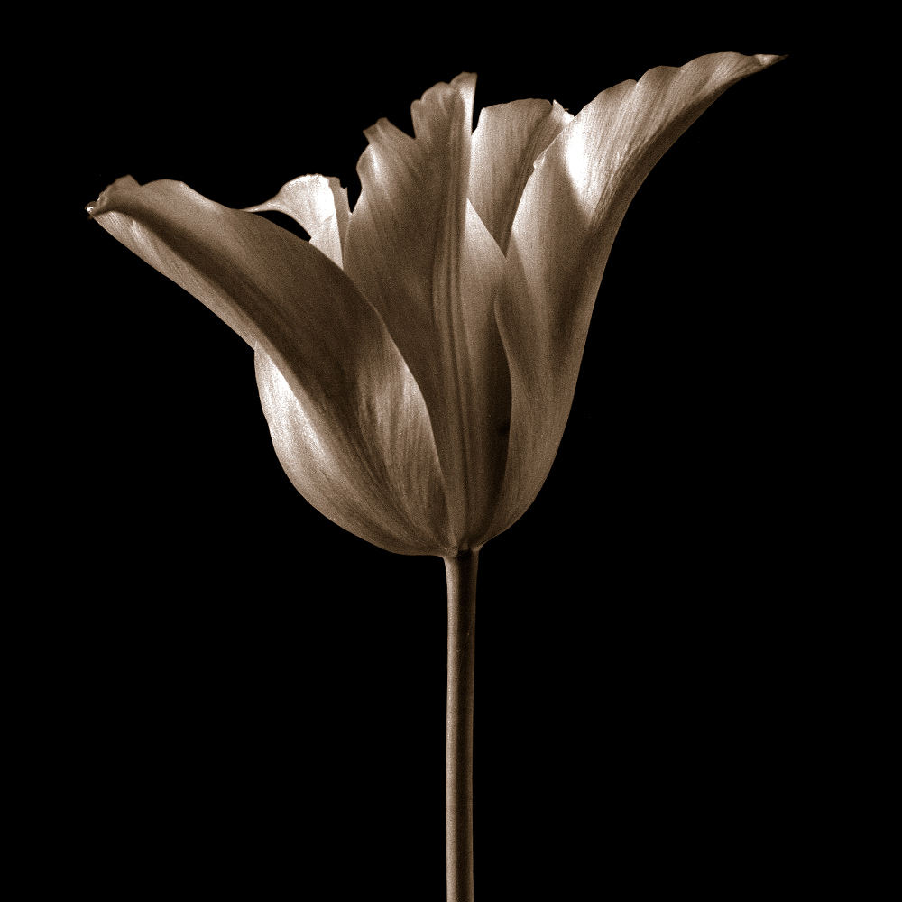 Tulip 34B