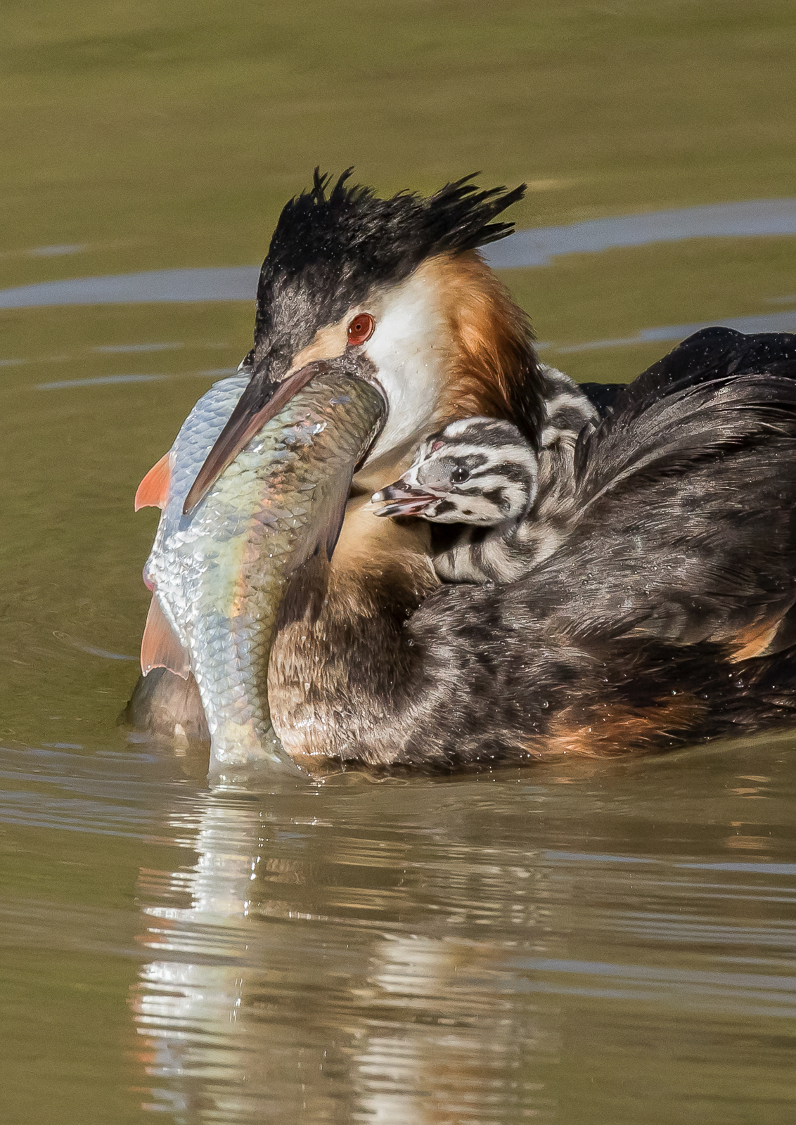 13 Grebes With Large Fish