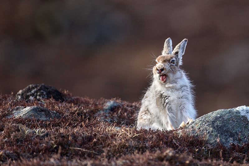 UK15 198 Mountain Hare (Lepus Timidus), Cairgorms, Scotland © Robert Harvey Www.Naturalworldphotography.Net
