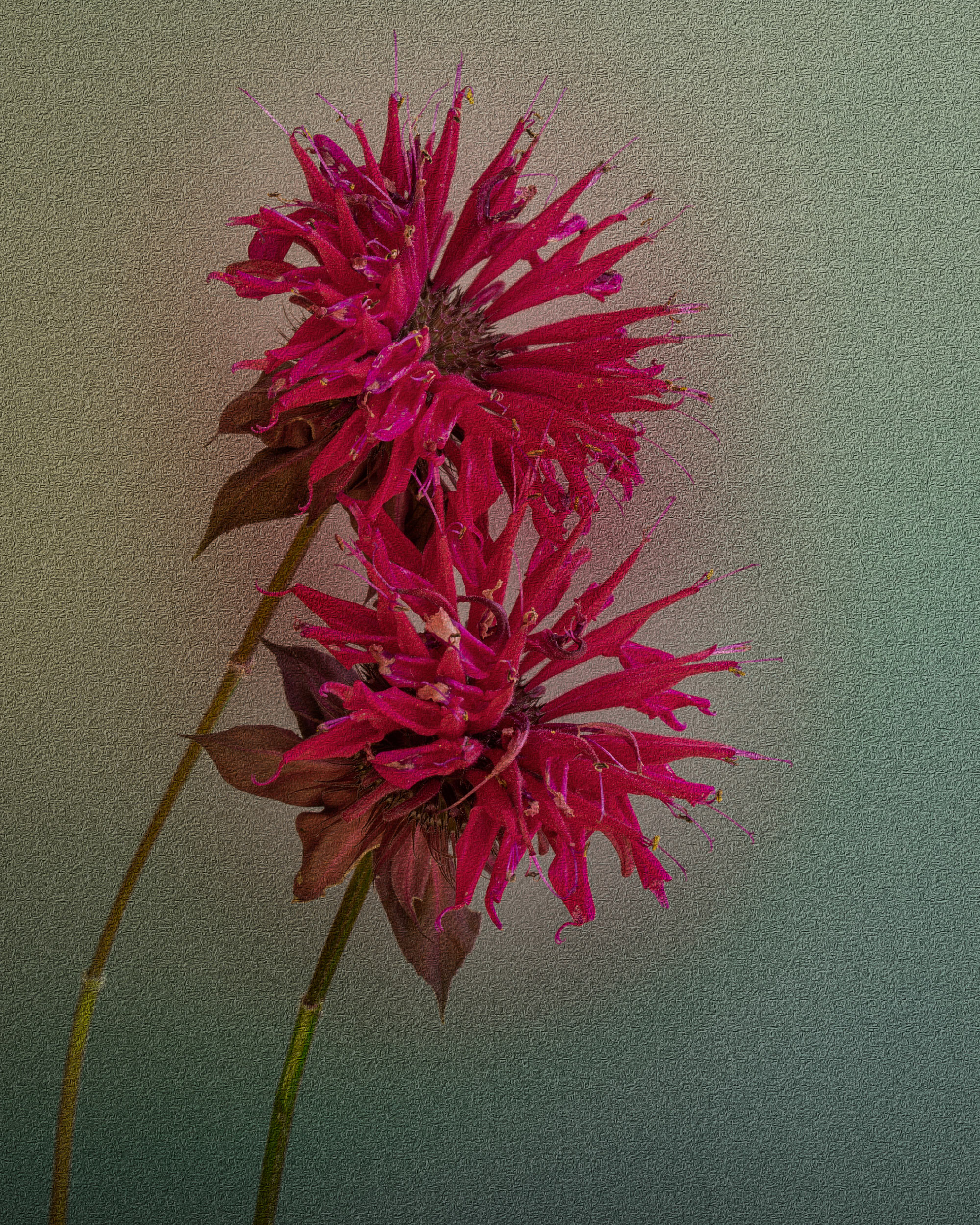 Bee Balm By Candia Peterson ARPS