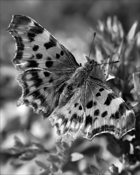 01. Papillon