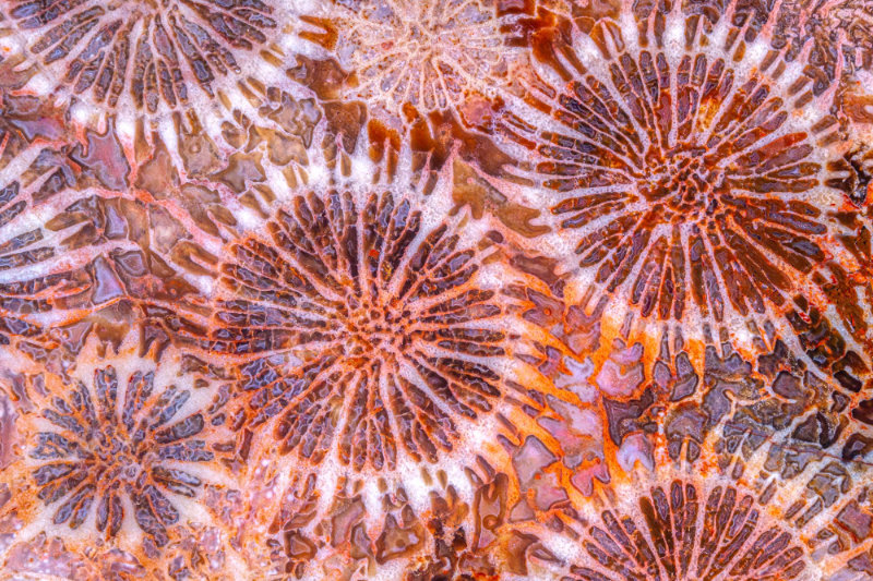 0407 Red Fossil Coral By Norm Barker ASIS FRPS