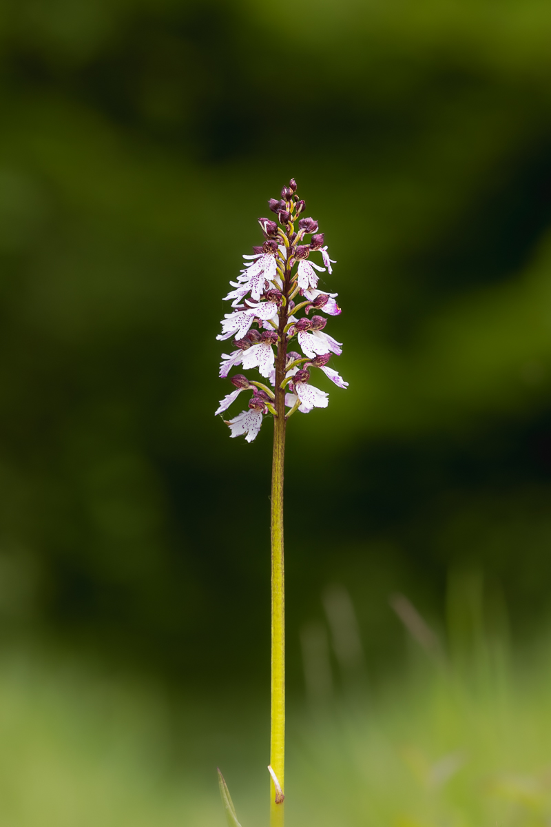 Lady Orchid By Mike Harris ARPS