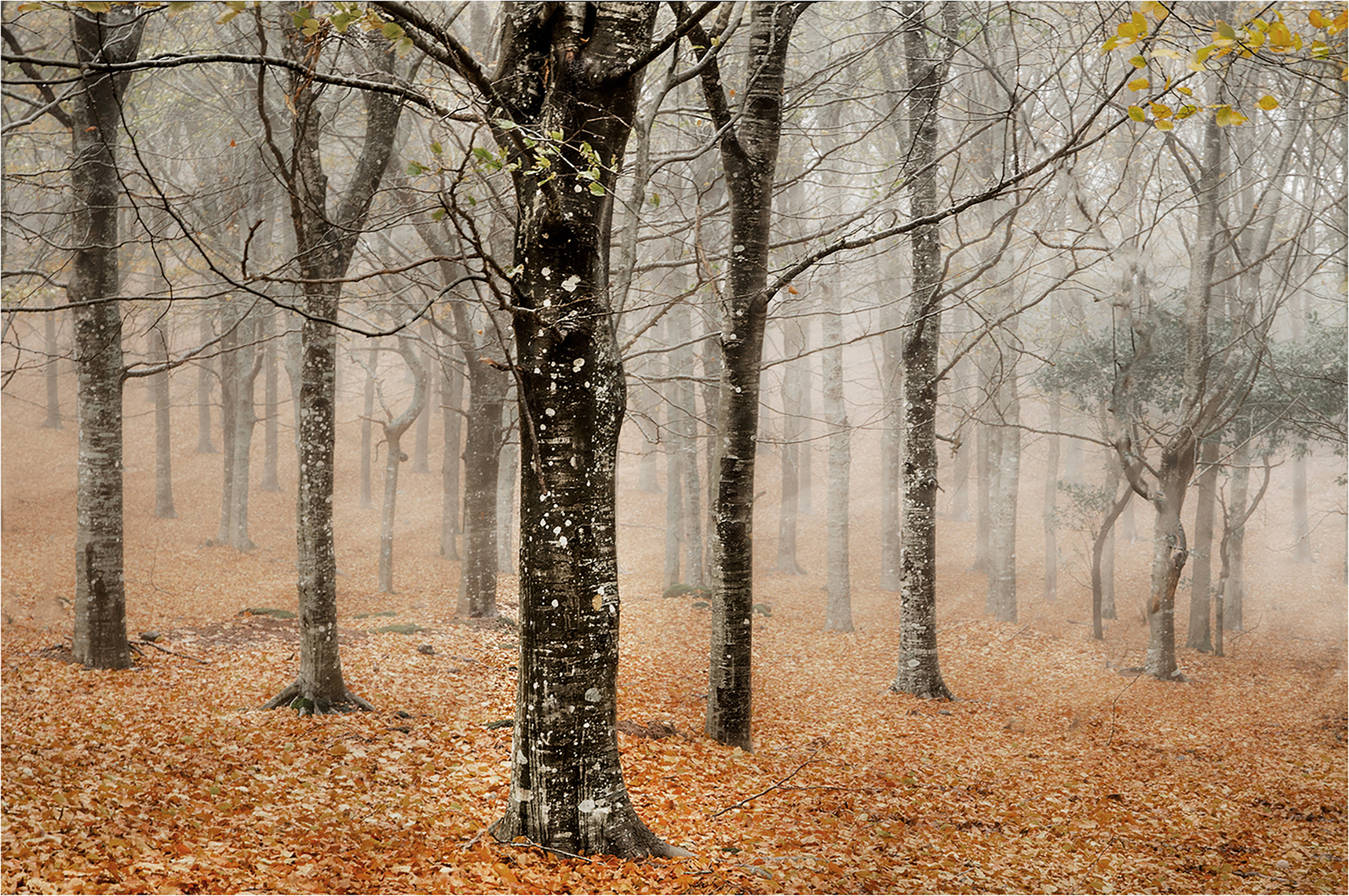 E033.1.Misty Trees