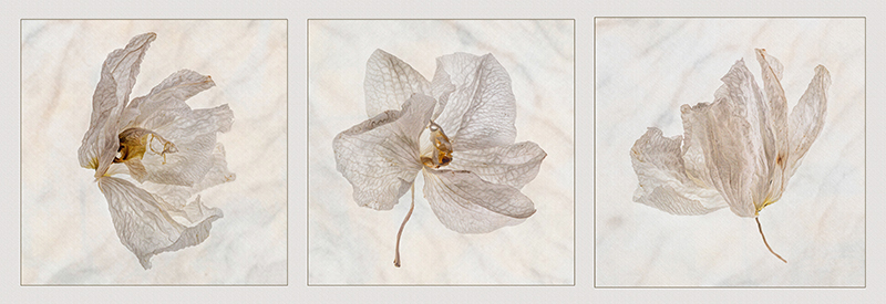 Fliped Faded Orchids By Yvonne Green LRPS