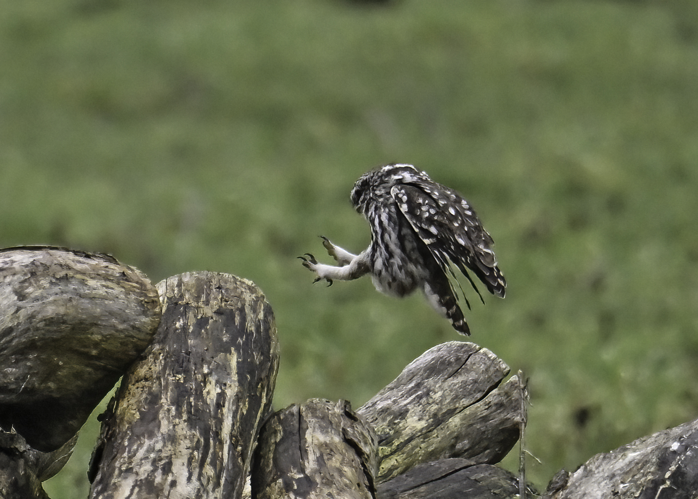 Little Owl Landing By Chris Holt