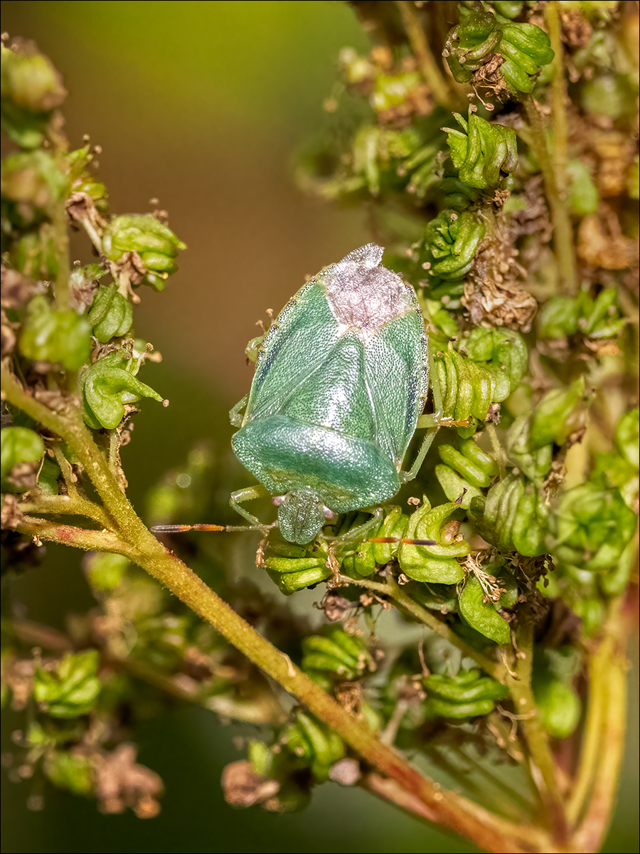 Green Shield Bug By Duncan Locke ARPS