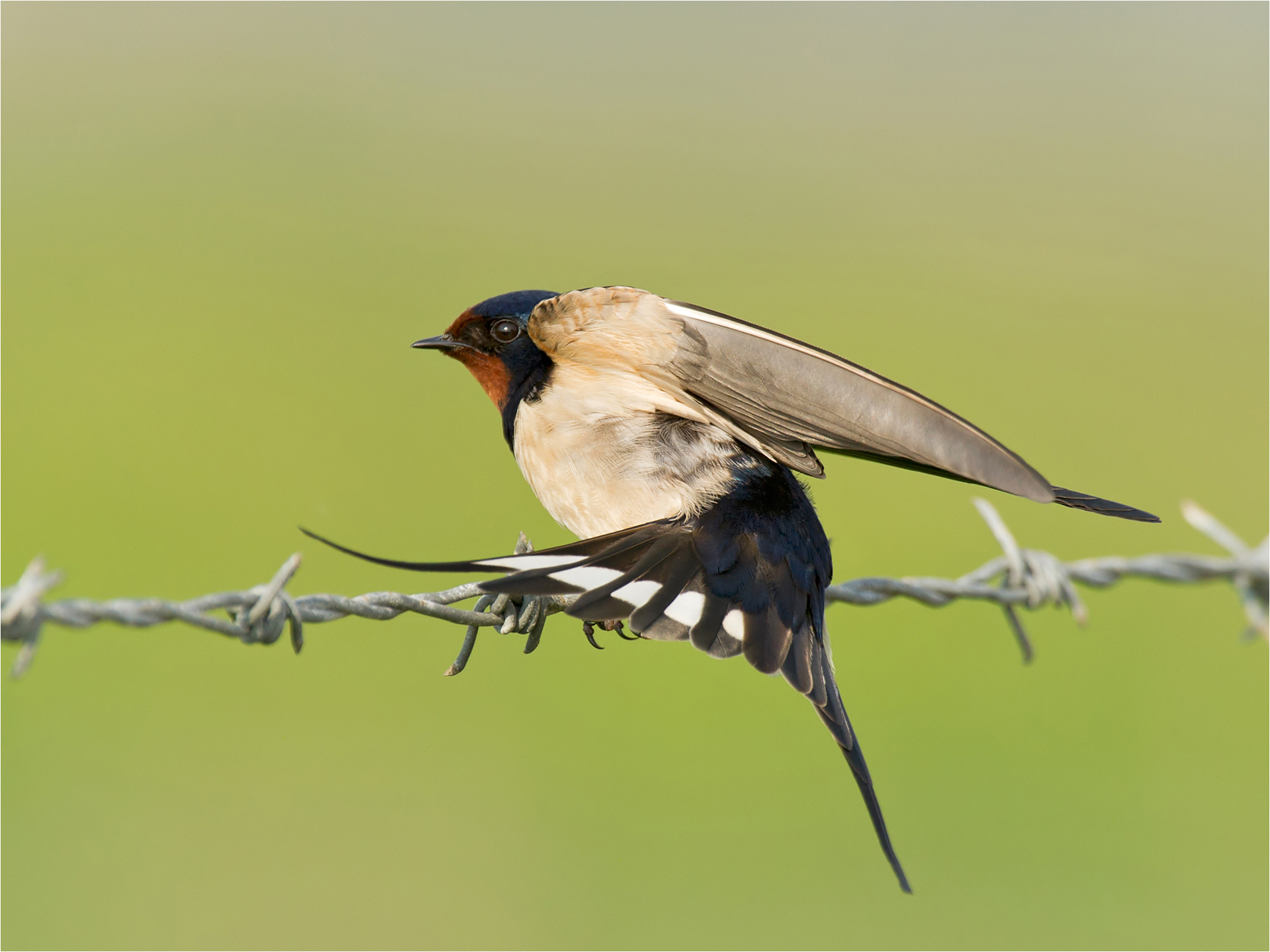 Swallow Wing Stretching