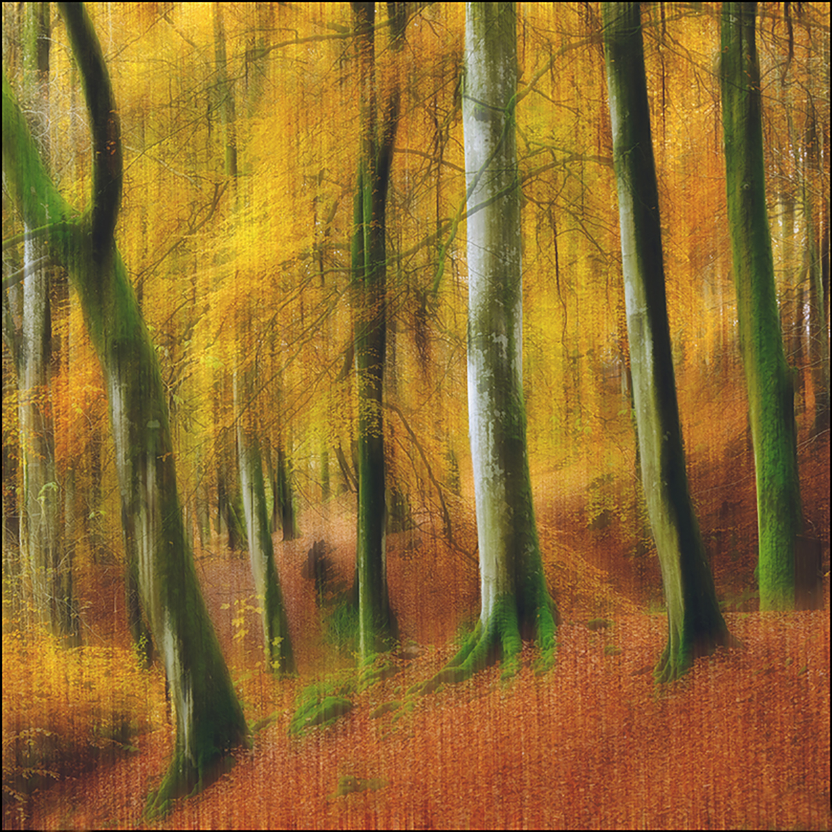 6. Autumn Woodland by Morton Gillespie ARPS