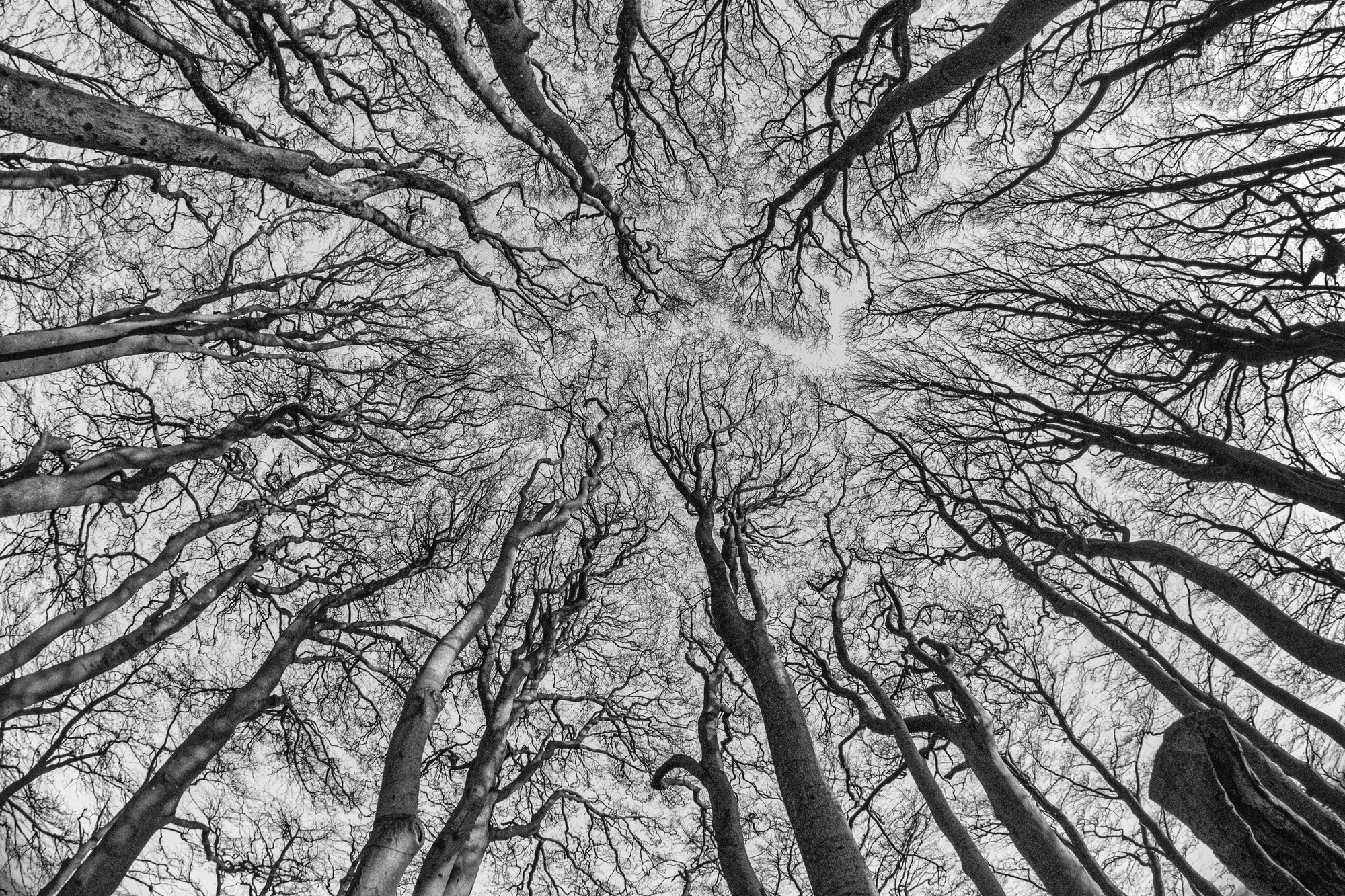 Reach For The Sky By Alastair Purcell 