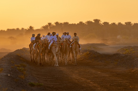 Camels At The Dawn