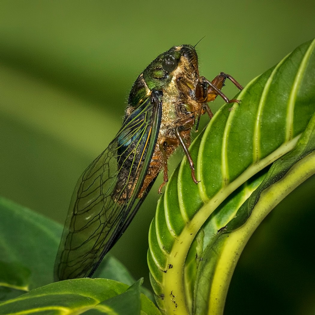 1. Cicada
