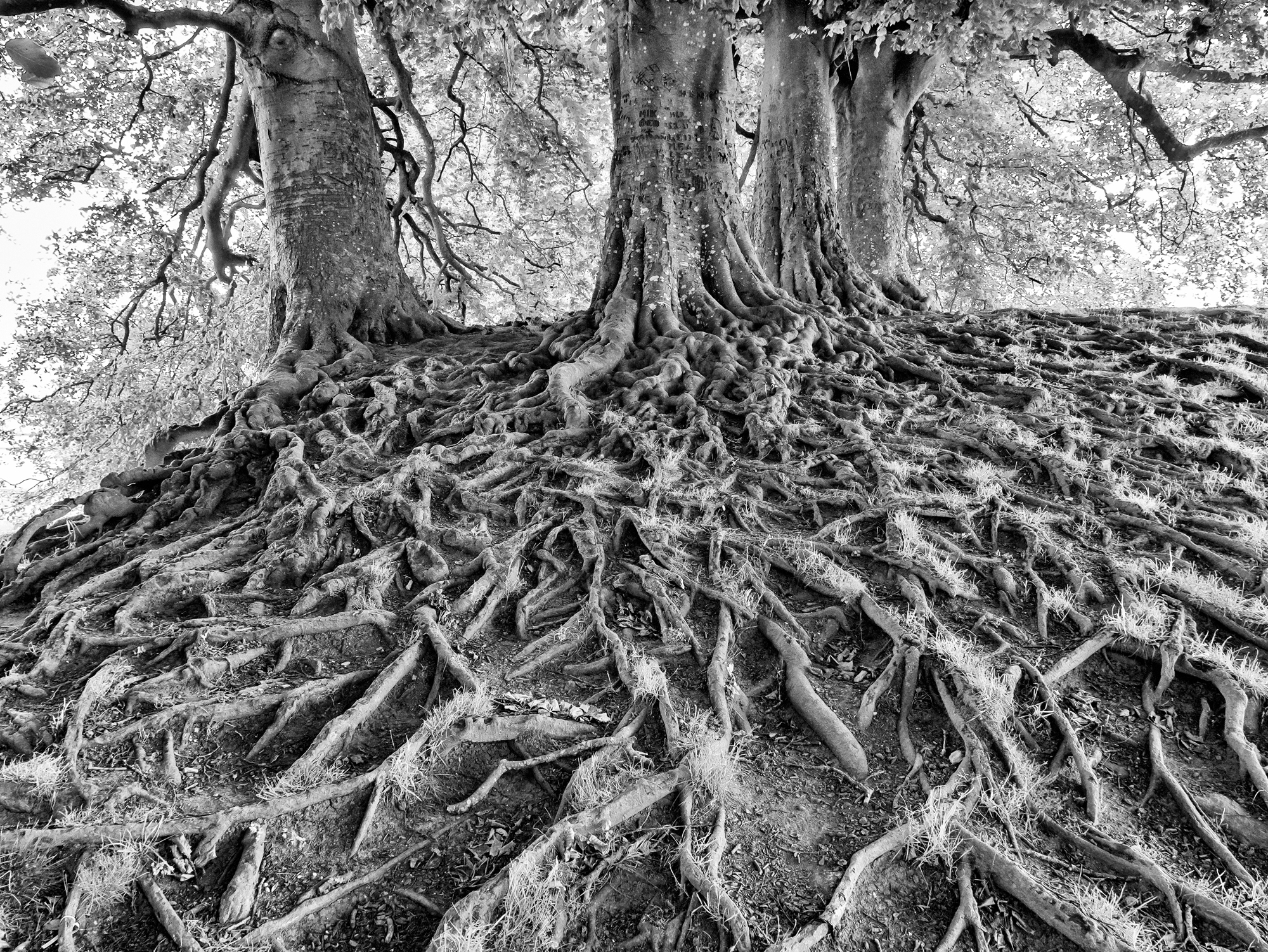 Roots By Michael Cant