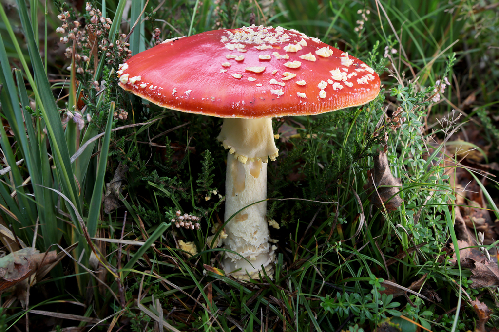Julia Andrew Fly Agaric 2020 10 18