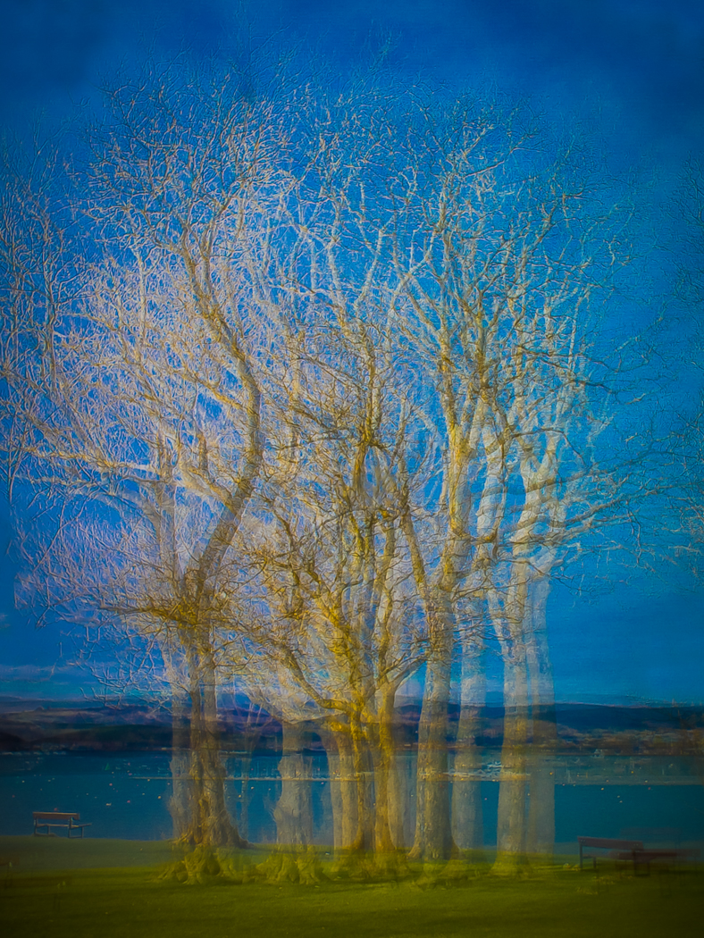 Ghostly Trees by Andy Pinch LRPS