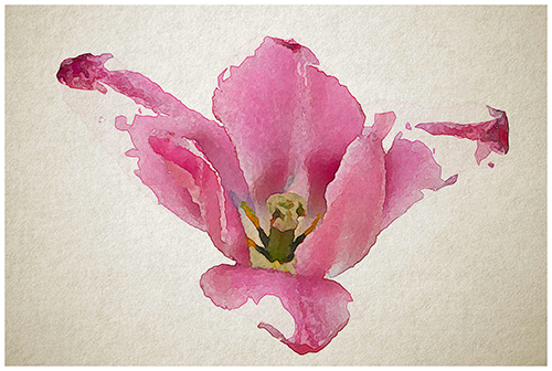 Watercolour Tulip