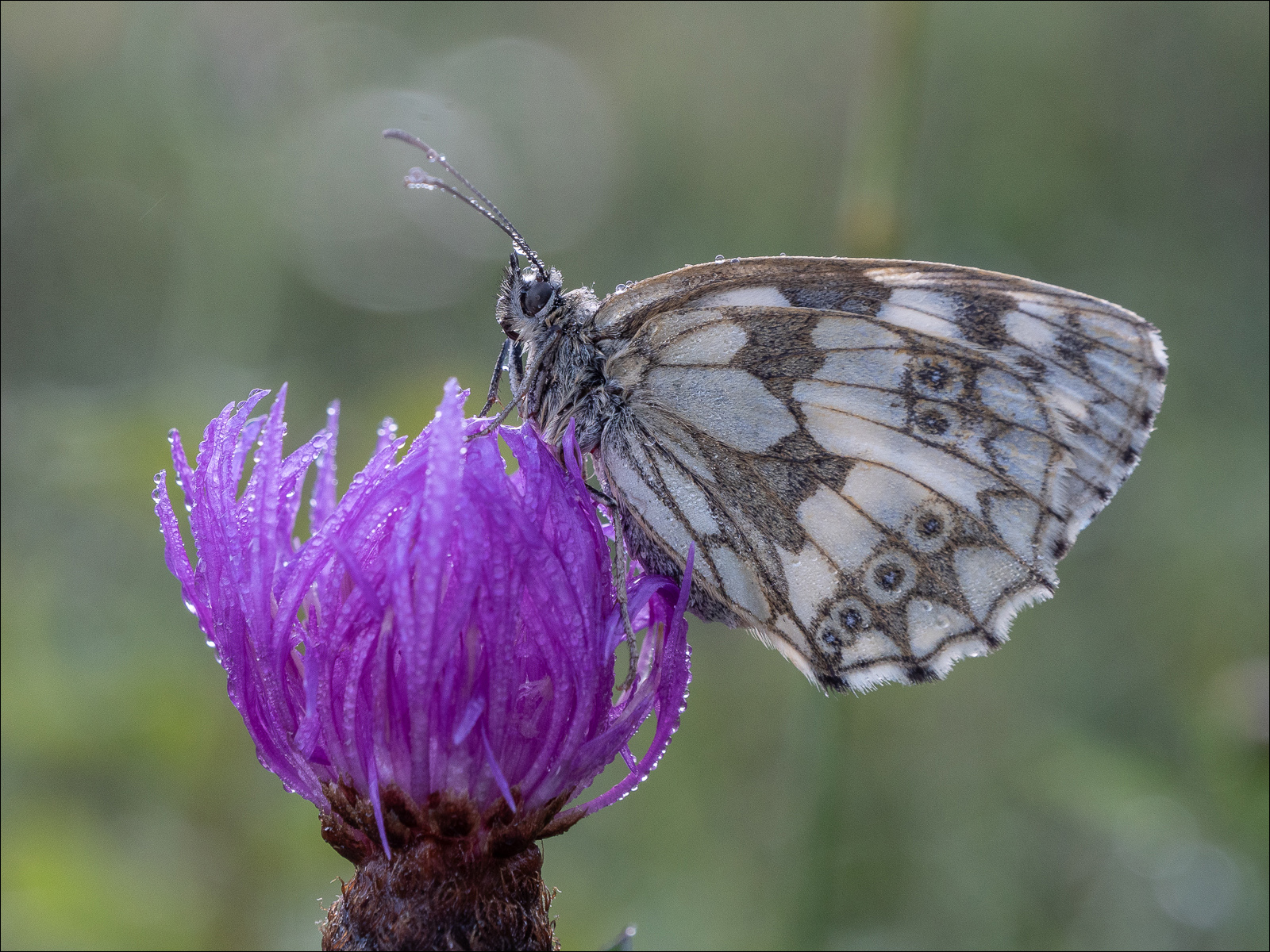 Roosting Marbled White By James De Courcy LRPS