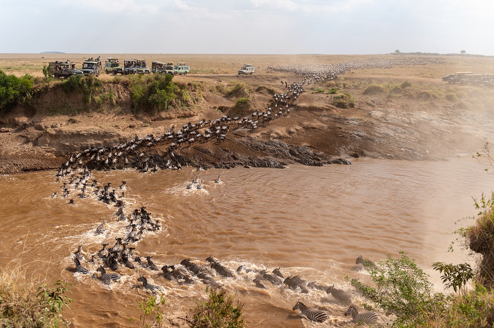 Mara River Crossing, Masai Mara, Kenya by Sanjoy Sengupta