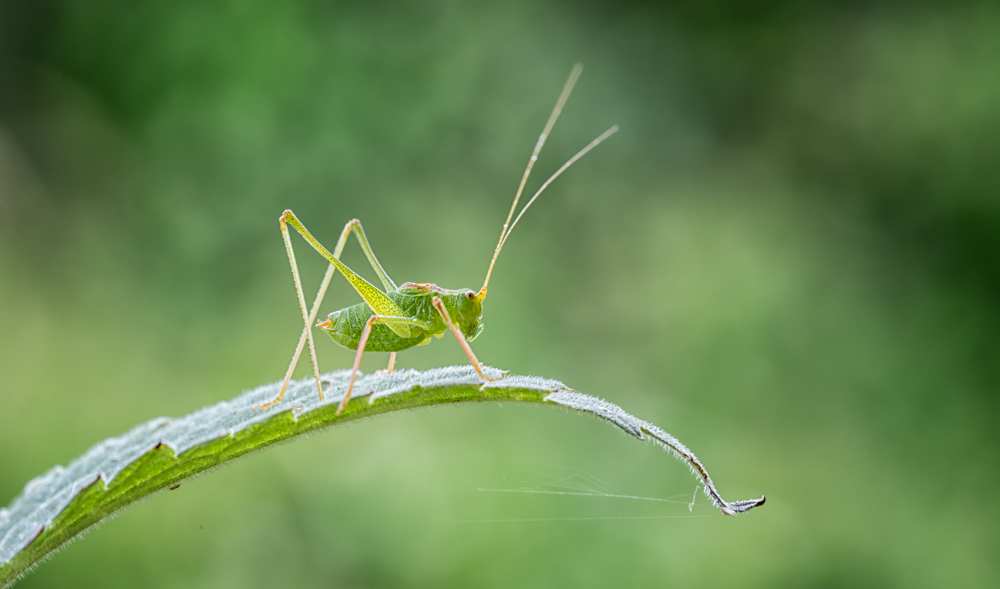 Female Dark Bush Cricket