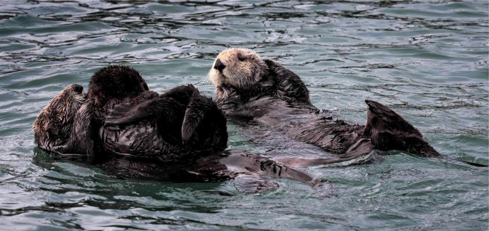 Sea Otters one with pup