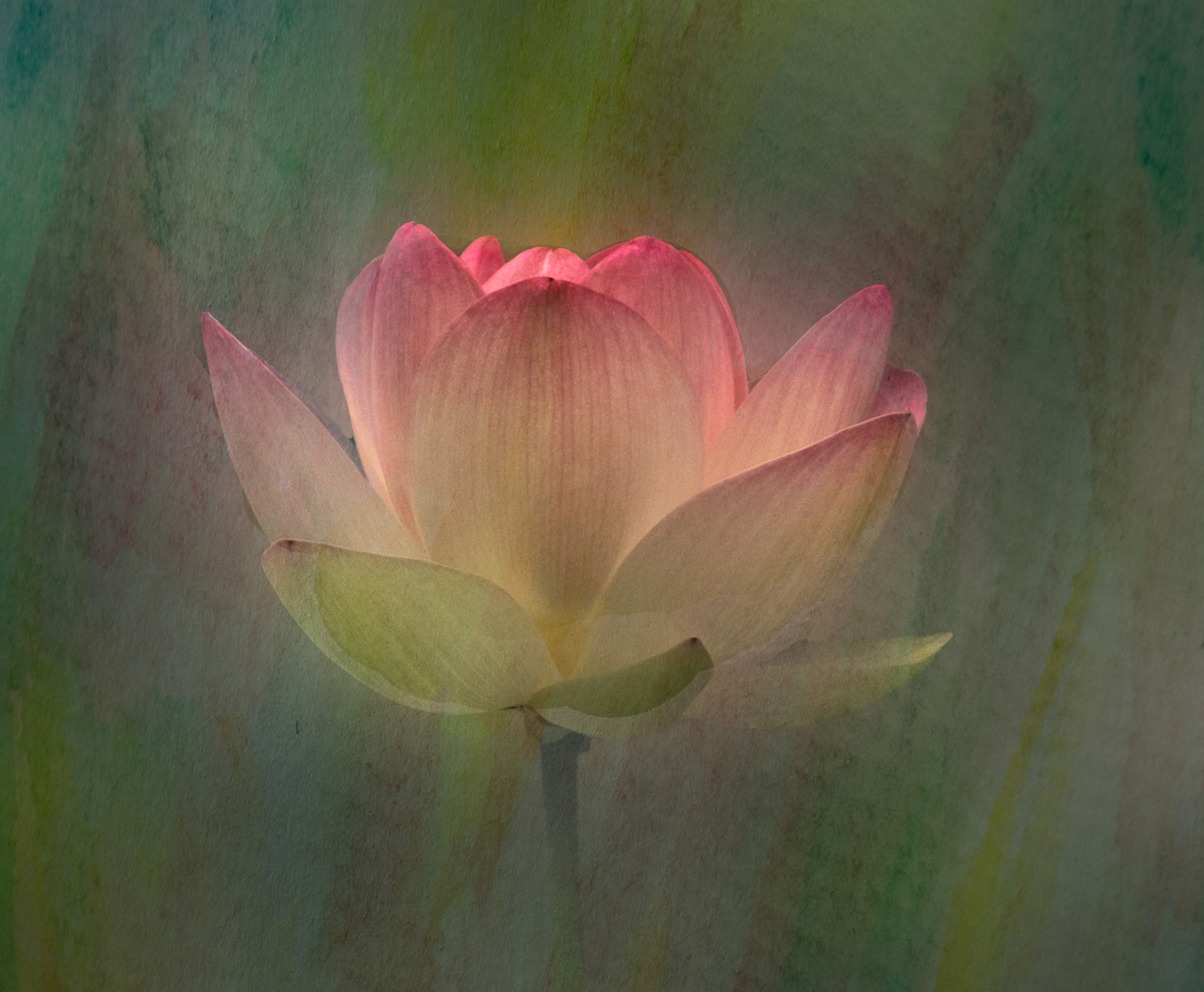 Shining Lotus