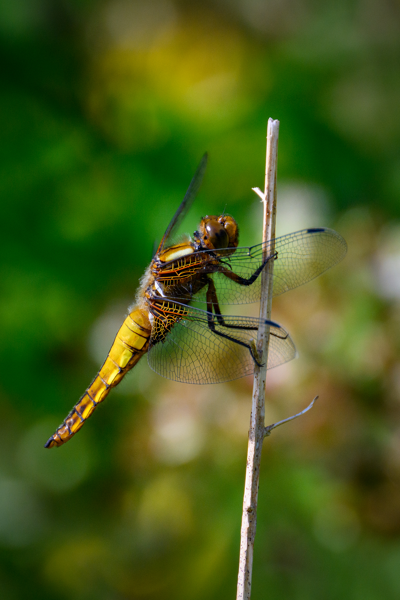 1 Broad Bodied Chaser By John Kirkelionis