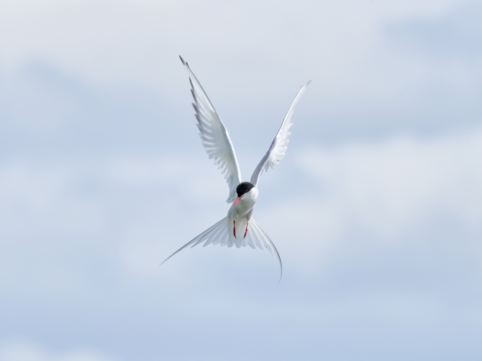 Arctic Tern In Flight, Iceland