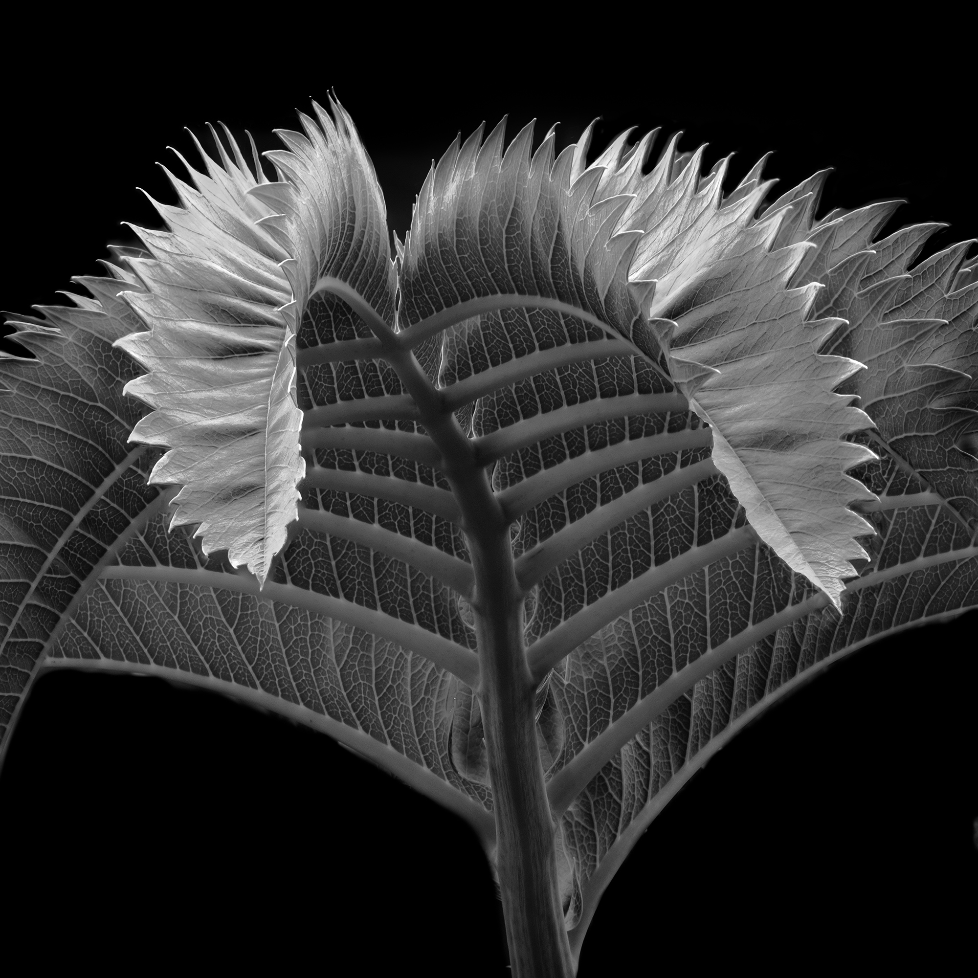 06 Melianthus Major By Mark Reeves ARPS