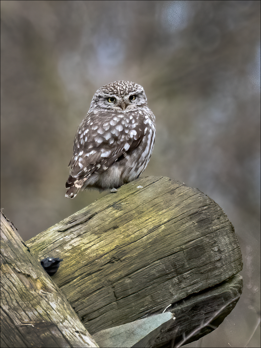 Little Owl By Duncan Locke ARPS