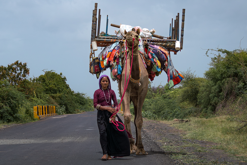 Camel Shepherd, Gujarat, India by David Huggett