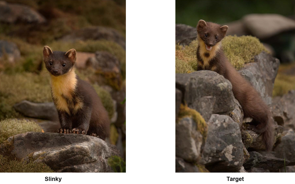 Two Pine Martens