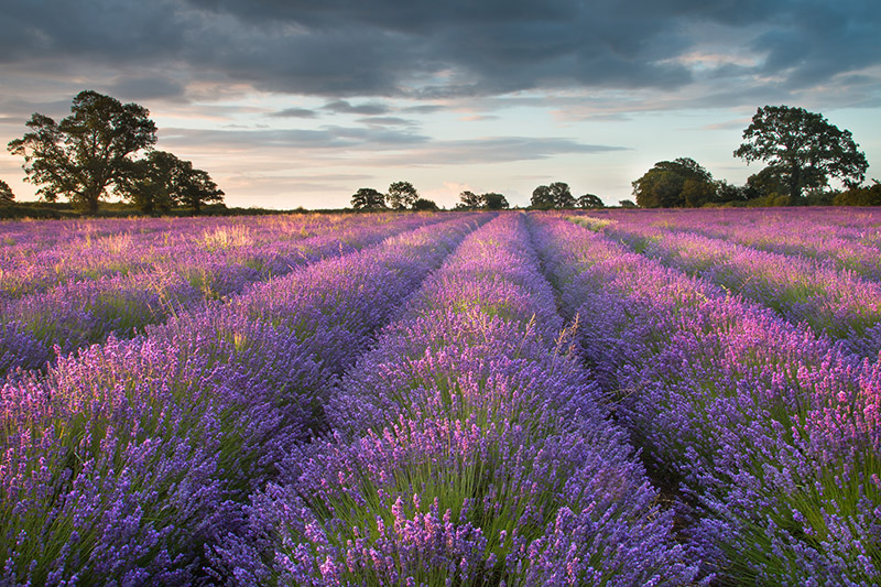 UK14 487 Somerset Lavender At Dawn, Somerset © Robert Harvey Www.Naturalworldphotography.Net